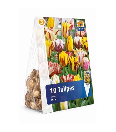 Tulipes Rembrandt Sgaravatti 6 bulbes en mélange, fleurs flammées décoratives pour massifs et bouquets - 617205
