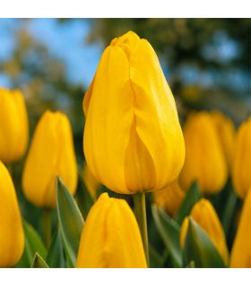 Tulipe Golden Apeldoorn Sgaravatti 6 bulbes jaunes, floraison printanière lumineuse idéale en massif - 617154