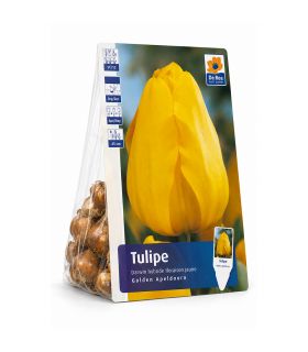 Tulipe Golden Apeldoorn Sgaravatti 6 bulbes jaunes, floraison printanière lumineuse idéale en massif - 617154