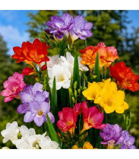 Freesias simples Sgaravatti 10 bulbes en mélange, floraison printanière idéale en massif, pot et bouquet - 823275