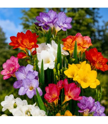 Freesias simples Sgaravatti 10 bulbes en mélange, floraison printanière idéale en massif, pot et bouquet - 823275