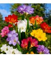 Freesias simples Sgaravatti 10 bulbes en mélange, floraison printanière idéale en massif, pot et bouquet - 823275