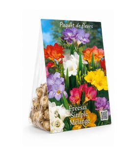 Freesias simples Sgaravatti 10 bulbes en mélange, floraison printanière idéale en massif, pot et bouquet - 823275