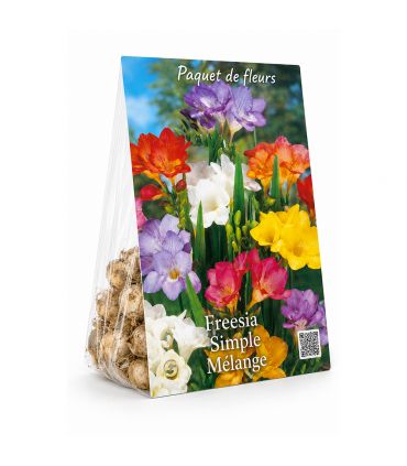 Freesias simples Sgaravatti 10 bulbes en mélange, floraison printanière idéale en massif, pot et bouquet - 823275