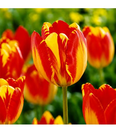 Tulipe Banja Luka Sgaravatti 6 bulbes jaunes flammés de rouge, floraison printanière vive et décorative - 617157