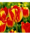 Tulipe Banja Luka Sgaravatti 6 bulbes jaunes flammés de rouge, floraison printanière vive et décorative - 617157