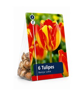 Tulipe Banja Luka Sgaravatti 6 bulbes jaunes flammés de rouge, floraison printanière vive et décorative - 617157