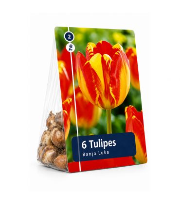 Tulipe Banja Luka Sgaravatti 6 bulbes jaunes flammés de rouge, floraison printanière vive et décorative - 617157