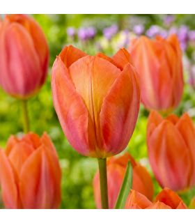 Tulipe Apricot Van Eijk Sgaravatti 6 bulbes orange, grandes fleurs abricotées à planter en automne - 617034