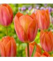 Tulipe Apricot Van Eijk Sgaravatti 6 bulbes orange, grandes fleurs abricotées à planter en automne - 617034