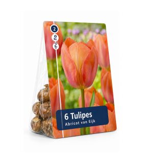 Tulipe Apricot Van Eijk Sgaravatti 6 bulbes orange, grandes fleurs abricotées à planter en automne - 617034