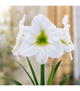 Amaryllis Hippeastrum Sgaravatti 1 bulbe blanc, grande floraison élégante idéale en pot et intérieur - 693007