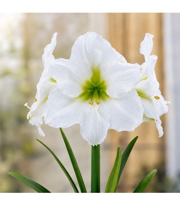 Amaryllis Hippeastrum Sgaravatti 1 bulbe blanc, grande floraison élégante idéale en pot et intérieur - 693007