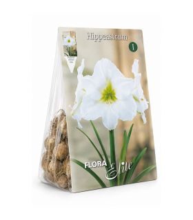 Amaryllis Hippeastrum Sgaravatti 1 bulbe blanc, grande floraison élégante idéale en pot et intérieur - 693007