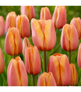 Tulipe Apricot Foxx Sgaravatti 6 bulbes jaune orangé, grandes fleurs aux nuances abricotées au printemps - 617085