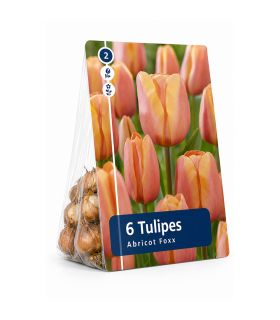 Tulipe Apricot Foxx Sgaravatti 6 bulbes jaune orangé, grandes fleurs aux nuances abricotées au printemps - 617085