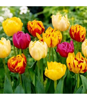 Tulipes doubles Sgaravatti 6 bulbes en mélange, fleurs généreuses à l’aspect de pivoine pour massifs - 617124