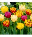 Tulipes doubles Sgaravatti 6 bulbes en mélange, fleurs généreuses à l’aspect de pivoine pour massifs - 617124