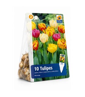 Tulipes doubles Sgaravatti 6 bulbes en mélange, fleurs généreuses à l’aspect de pivoine pour massifs - 617124