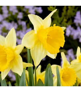 Narcisse Magnet Sgaravatti 5 bulbes blancs à trompette jaune, floraison contrastée pour massifs et bouquets - 617251