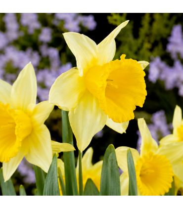 Narcisse Magnet Sgaravatti 5 bulbes blancs à trompette jaune, floraison contrastée pour massifs et bouquets - 617251