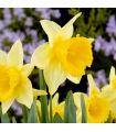 Narcisse Magnet Sgaravatti 5 bulbes blancs à trompette jaune, floraison contrastée pour massifs et bouquets - 617251