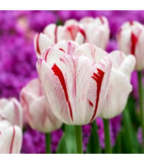 Tulipe One Direction Sgaravatti 6 bulbes blancs flammés de rouge, grandes fleurs décoratives au printemps - 617032
