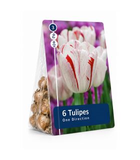 Tulipe One Direction Sgaravatti 6 bulbes blancs flammés de rouge, grandes fleurs décoratives au printemps - 617032