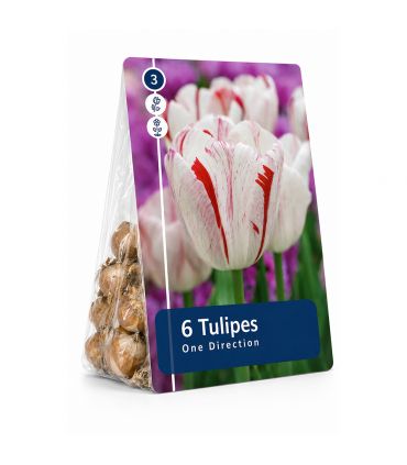 Tulipe One Direction Sgaravatti 6 bulbes blancs flammés de rouge, grandes fleurs décoratives au printemps - 617032