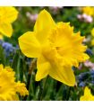 Narcisse Dutch Master Sgaravatti 5 bulbes jaunes, grande floraison printanière idéale en massif et bouquet - 617250