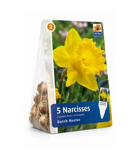 Narcisse Dutch Master Sgaravatti 5 bulbes jaunes, grande floraison printanière idéale en massif et bouquet - 617250