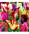 Tulipes Perroquet Sgaravatti 6 bulbes en mélange, grandes fleurs aux pétales découpés pour massifs et bouquets - 617177