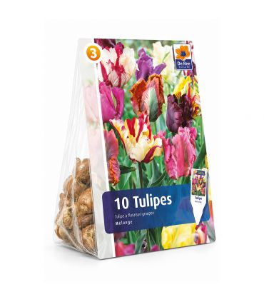 Tulipes Perroquet Sgaravatti 6 bulbes en mélange, grandes fleurs aux pétales découpés pour massifs et bouquets - 617177