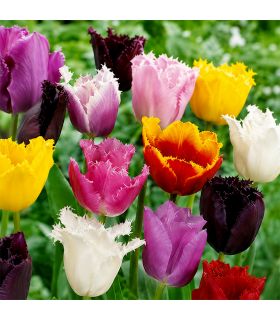 Tulipes Crispa Sgaravatti 6 bulbes en mélange, fleurs frangées originales pour massifs et bouquets - 617184