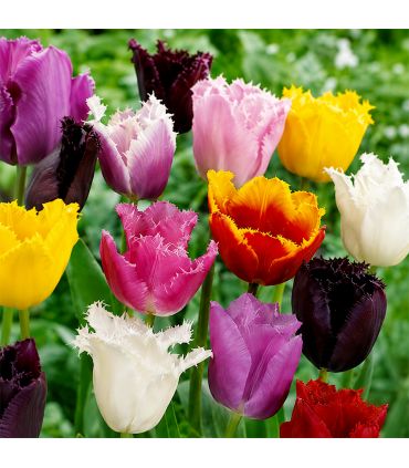 Tulipes Crispa Sgaravatti 6 bulbes en mélange, fleurs frangées originales pour massifs et bouquets - 617184