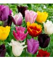 Tulipes Crispa Sgaravatti 6 bulbes en mélange, fleurs frangées originales pour massifs et bouquets - 617184