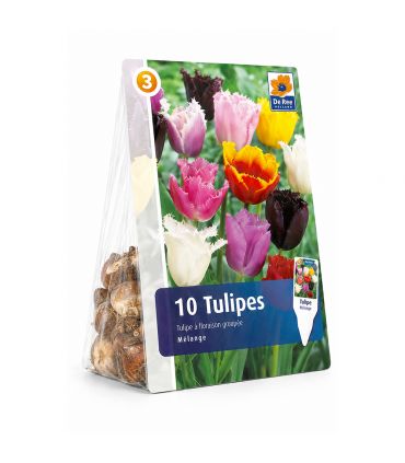 Tulipes Crispa Sgaravatti 6 bulbes en mélange, fleurs frangées originales pour massifs et bouquets - 617184
