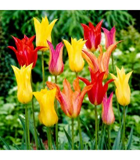 Tulipes Fleur de Lis Sgaravatti 6 bulbes en mélange, fleurs élancées aux pétales pointus idéales à couper - 617197