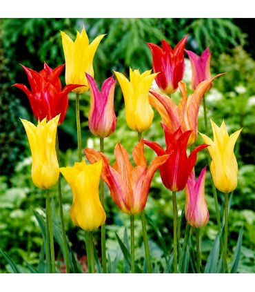 Tulipes Fleur de Lis Sgaravatti 6 bulbes en mélange, fleurs élancées aux pétales pointus idéales à couper - 617197