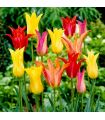 Tulipes Fleur de Lis Sgaravatti 6 bulbes en mélange, fleurs élancées aux pétales pointus idéales à couper - 617197