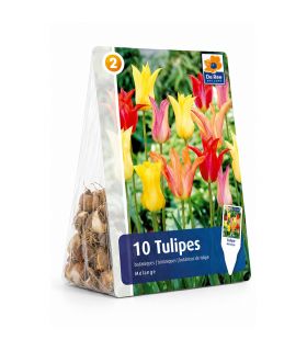 Tulipes Fleur de Lis Sgaravatti 6 bulbes en mélange, fleurs élancées aux pétales pointus idéales à couper - 617197