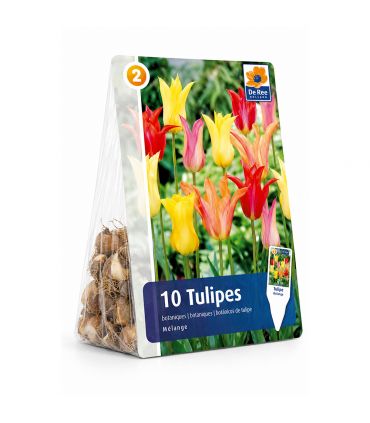 Tulipes Fleur de Lis Sgaravatti 6 bulbes en mélange, fleurs élancées aux pétales pointus idéales à couper - 617197