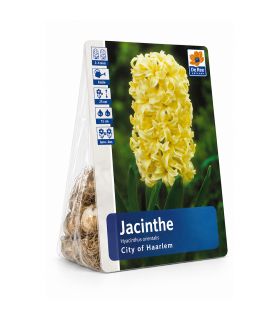 Jacinthe City of Haarlem Sgaravatti 3 bulbes jaunes, floraison printanière parfumée pour pots et massifs - 617013