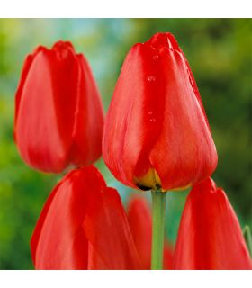 Tulipe Apeldoorn Sgaravatti 6 bulbes rouges, grande tulipe de printemps idéale en massif et fleur coupée - 617150