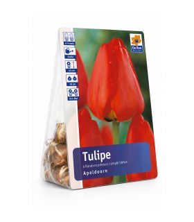 Tulipe Apeldoorn Sgaravatti 6 bulbes rouges, grande tulipe de printemps idéale en massif et fleur coupée - 617150