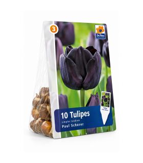 Tulipe Paul Sheerer Sgaravatti 6 bulbes noirs, floraison sombre et élégante pour massifs et bouquets - 617604