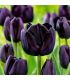 Tulipe Paul Sheerer Sgaravatti 6 bulbes noirs, floraison sombre et élégante pour massifs et bouquets - 617604