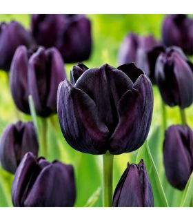 Tulipe Paul Sheerer Sgaravatti 6 bulbes noirs, floraison sombre et élégante pour massifs et bouquets - 617604