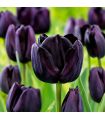 Tulipe Paul Sheerer Sgaravatti 6 bulbes noirs, floraison sombre et élégante pour massifs et bouquets - 617604