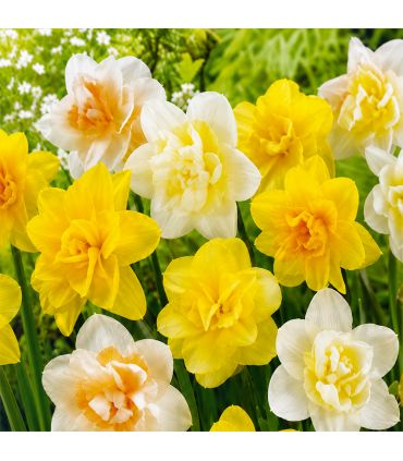 Narcisses doubles Sgaravatti 5 bulbes en mélange, fleurs généreuses pour une floraison printanière colorée - 617522
